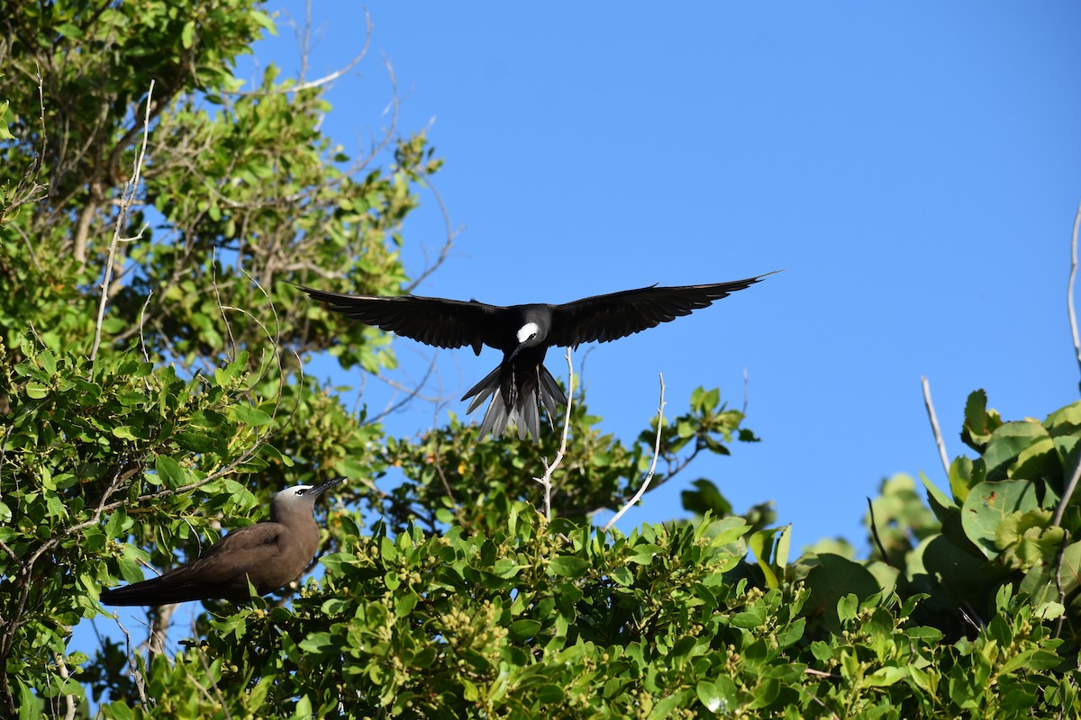 Black Noddy - ML644418749