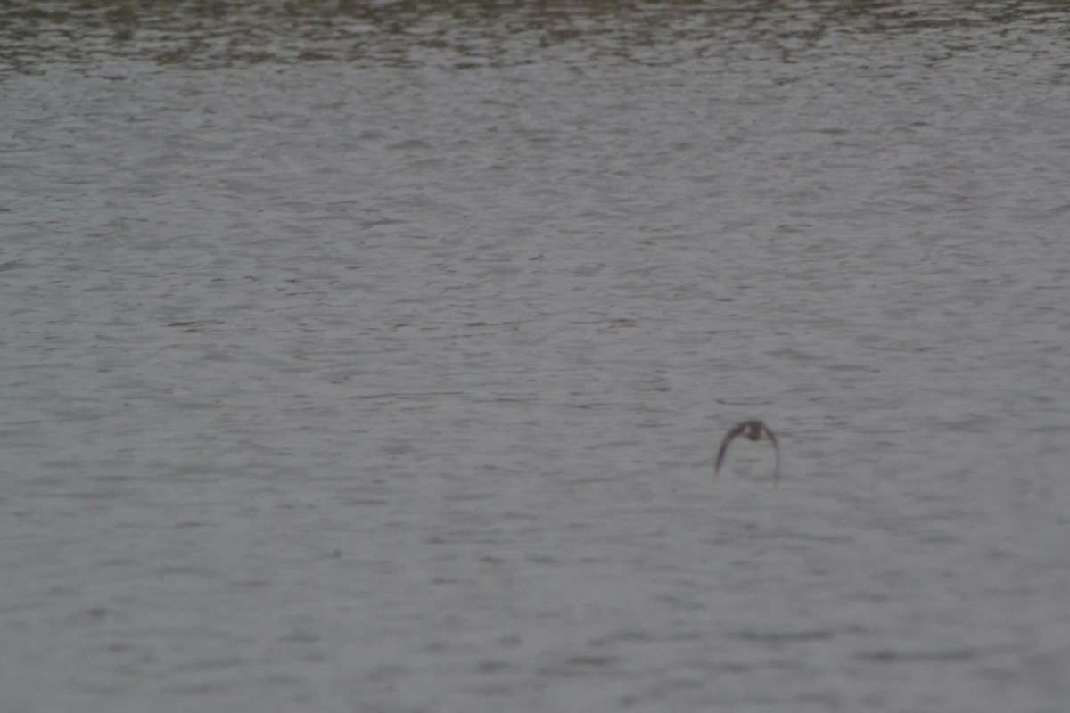 Spotted Sandpiper - ML644418764