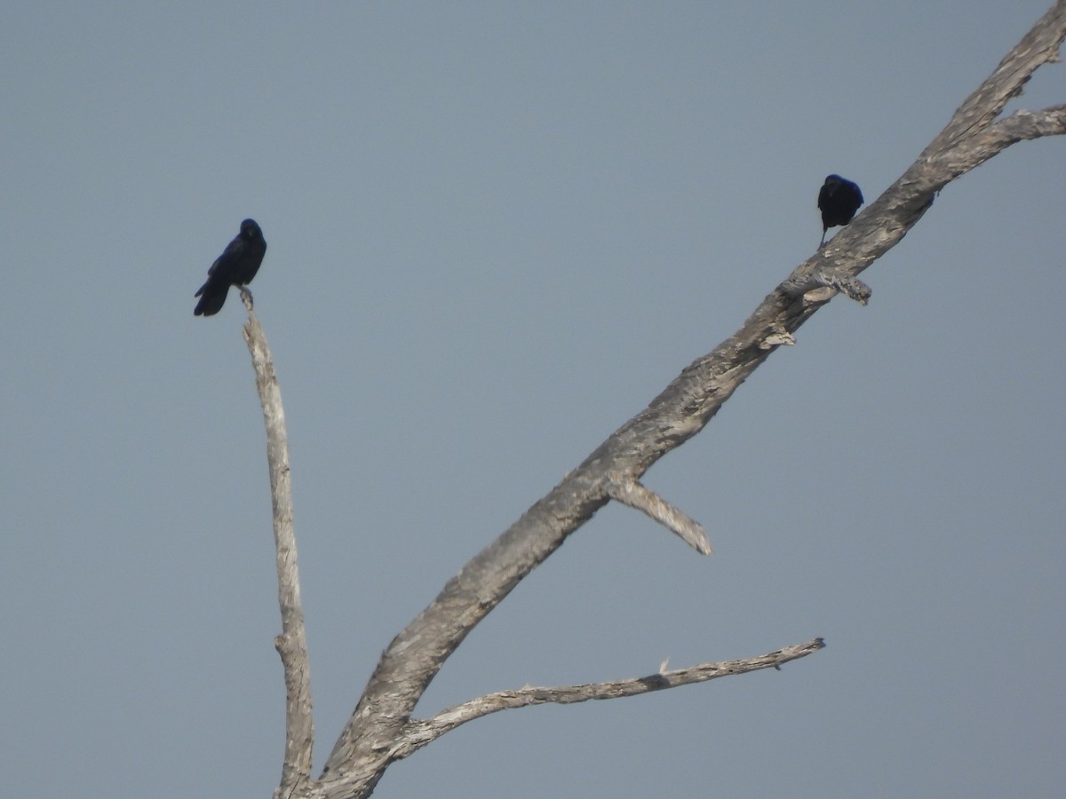 American Crow - ML644418775