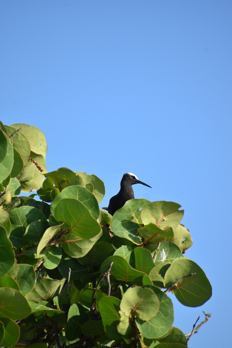 Black Noddy - ML644418782