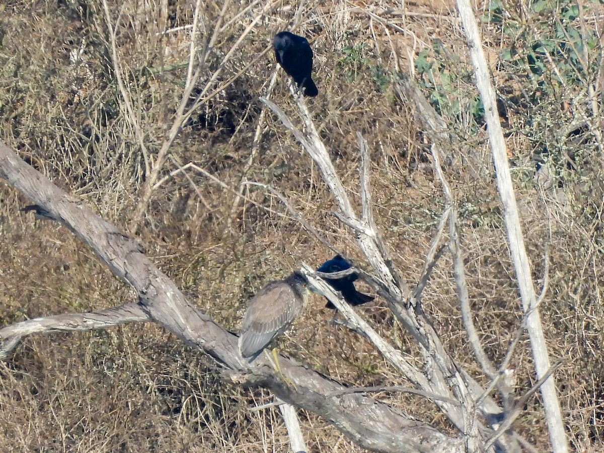 American Crow - ML644418796