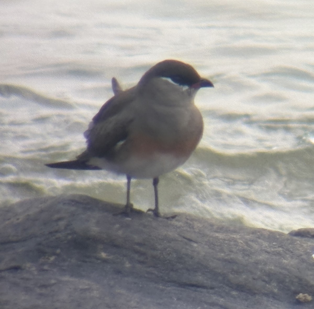 チャバラツバメチドリ - ML644418803