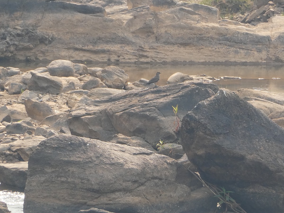 チャバラツバメチドリ - ML644418804