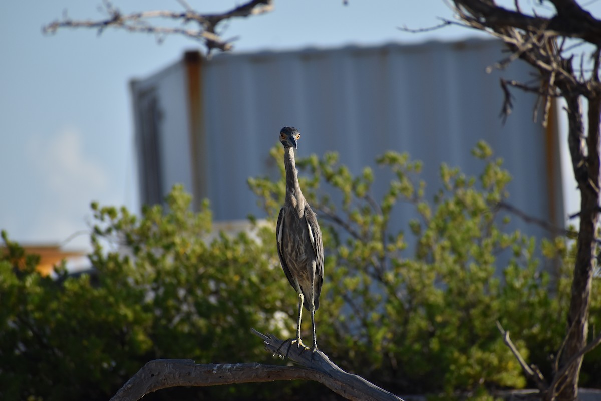 Yellow-crowned Night Heron - ML644418806