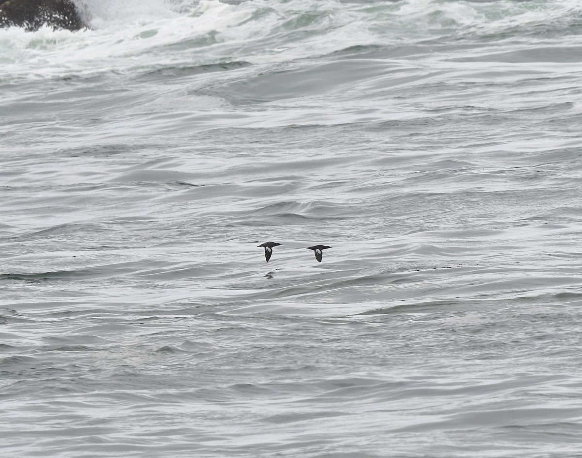 Taubenteiste - ML644418807