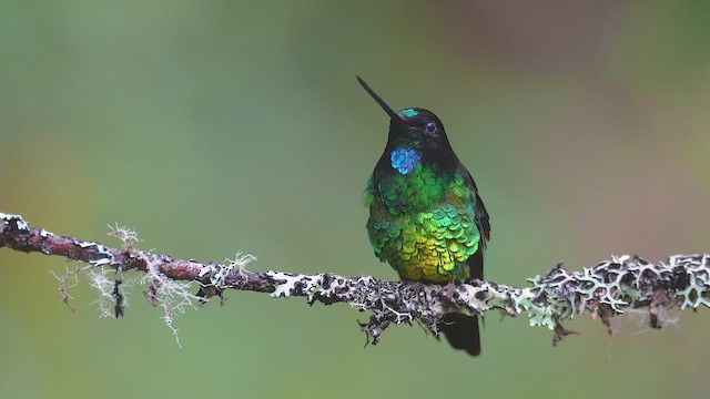 oreadeinka - ML644418808