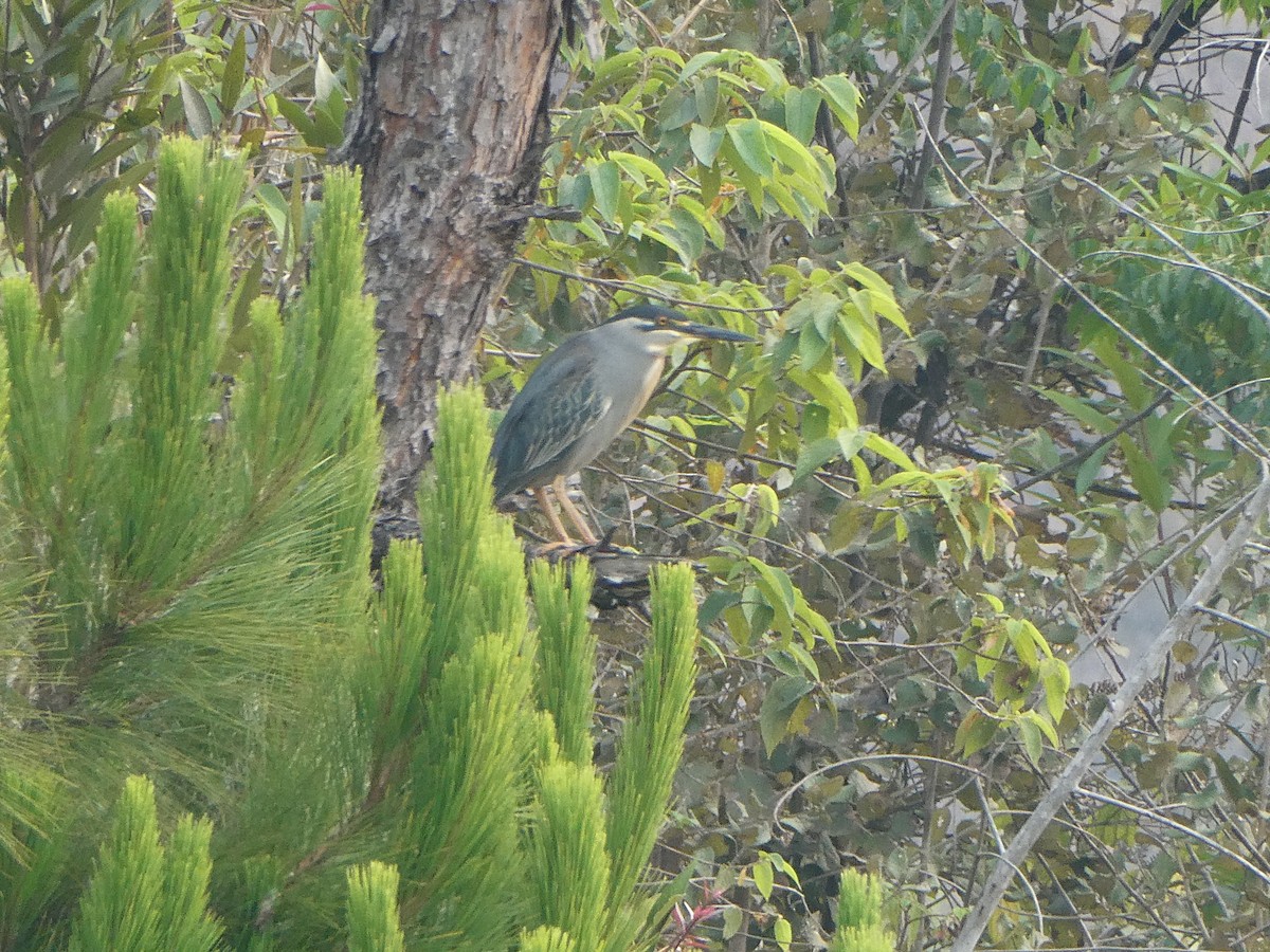 ササゴイ - ML644418824