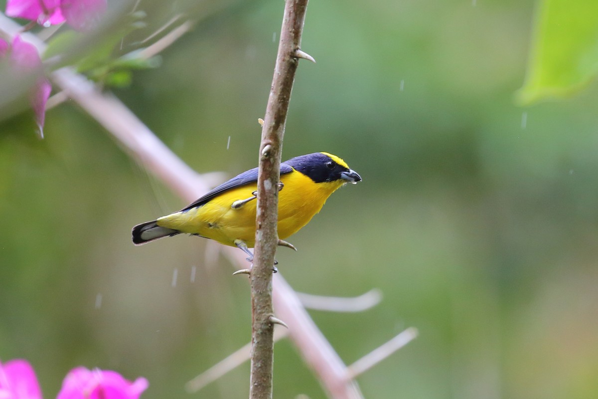 Thick-billed Euphonia - ML644418826