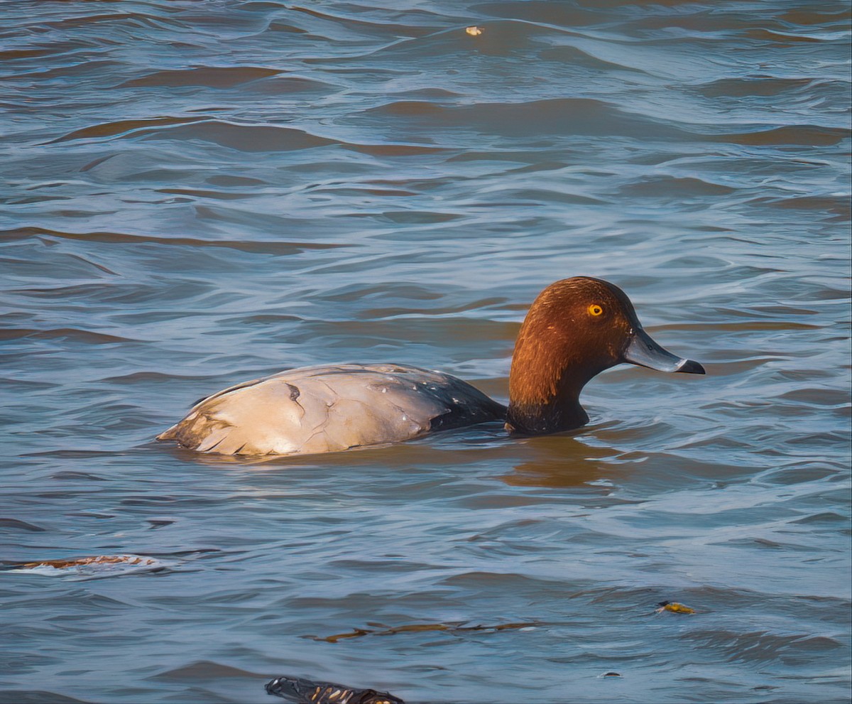 Redhead - ML644418830