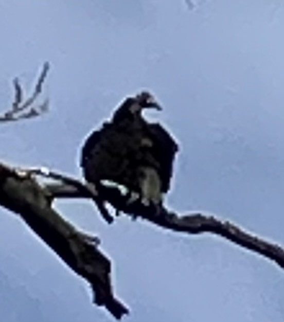 Black Vulture - ML644418831