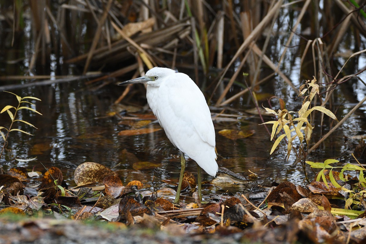 Little Blue Heron - ML644418835