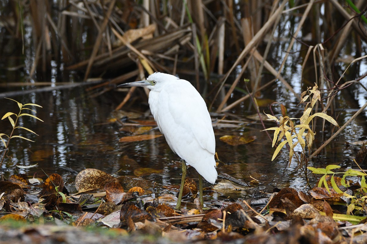 Little Blue Heron - ML644418838