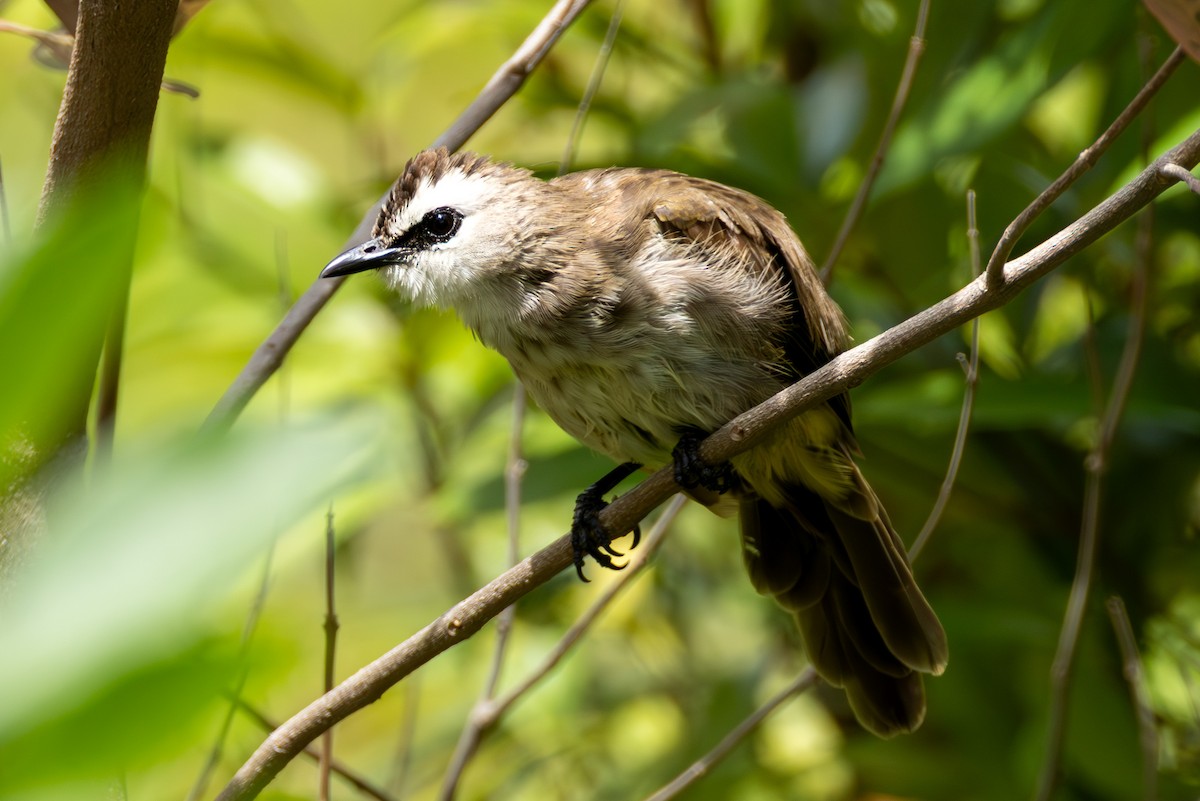 Yellow-vented Bulbul - ML644418849