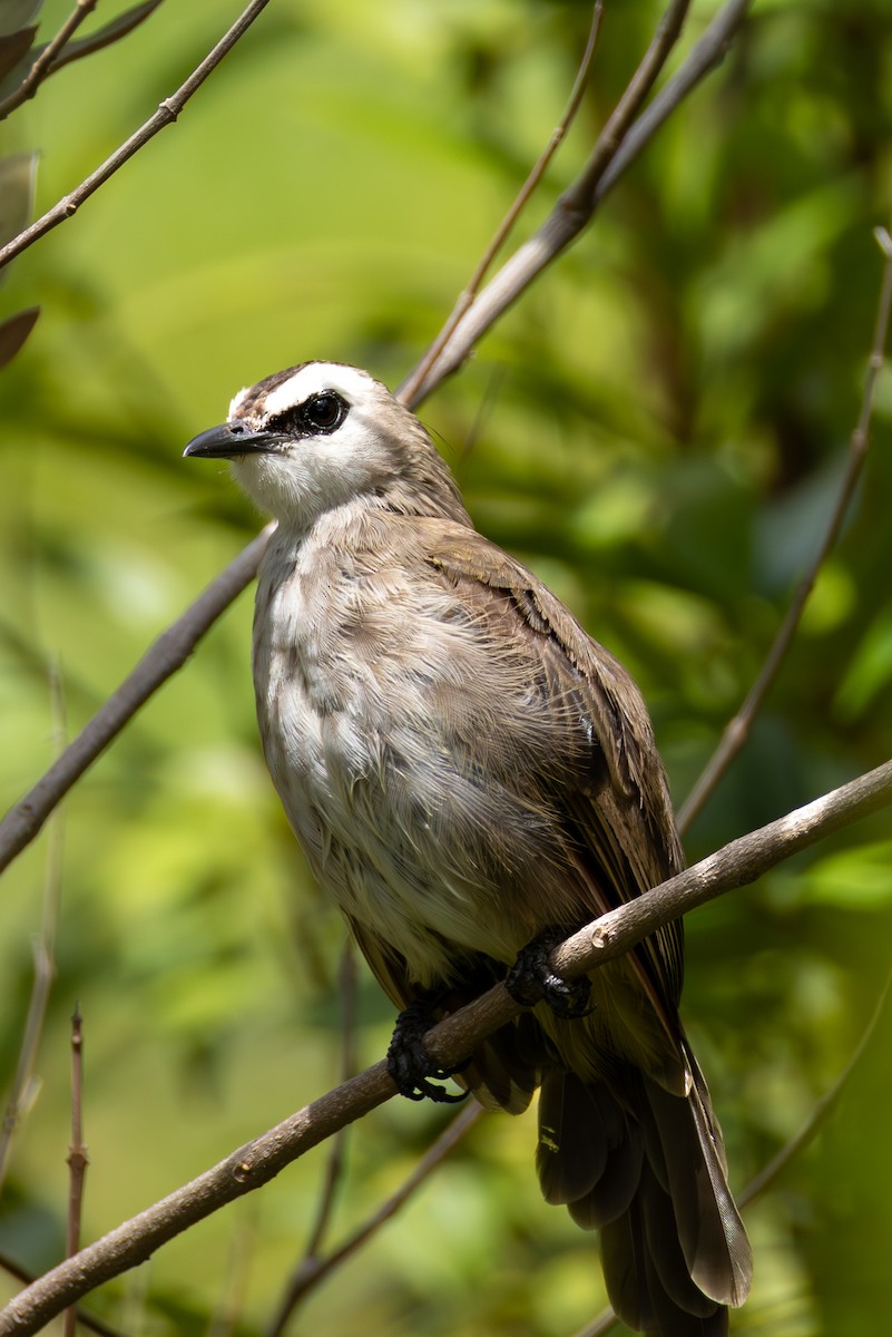 Yellow-vented Bulbul - ML644418850