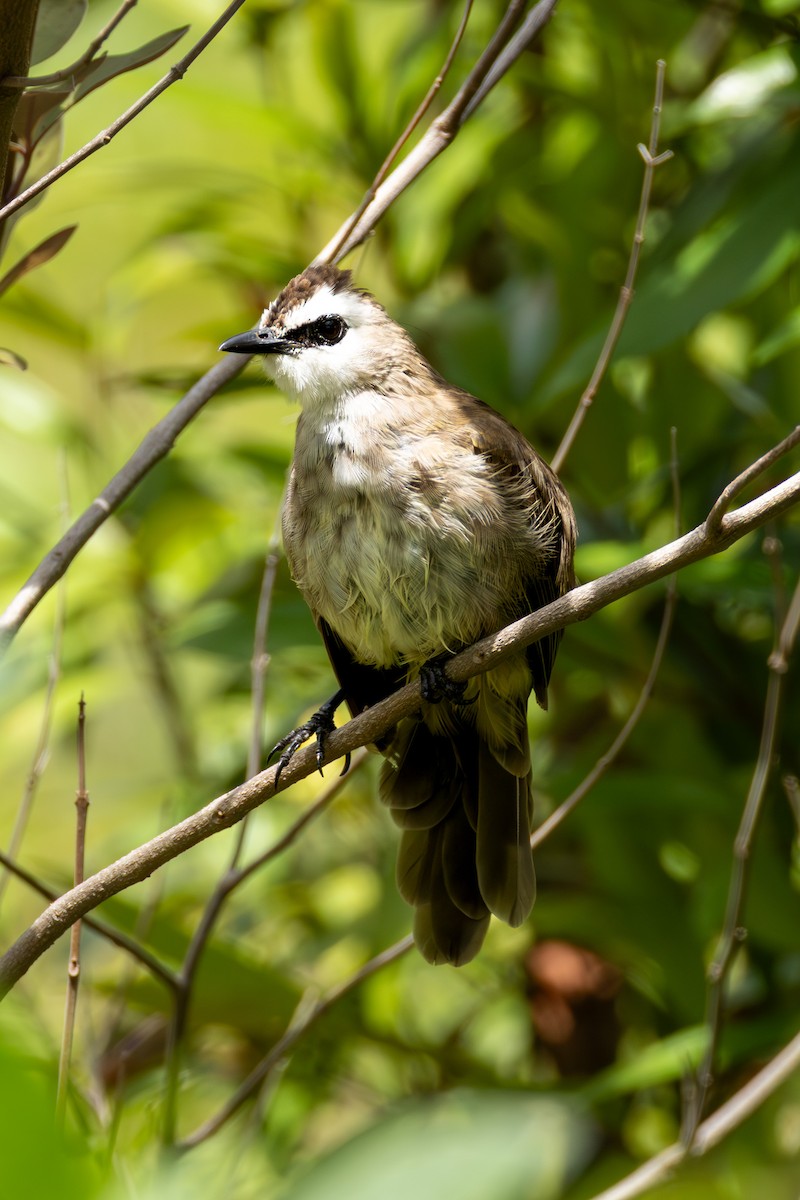 Yellow-vented Bulbul - ML644418851