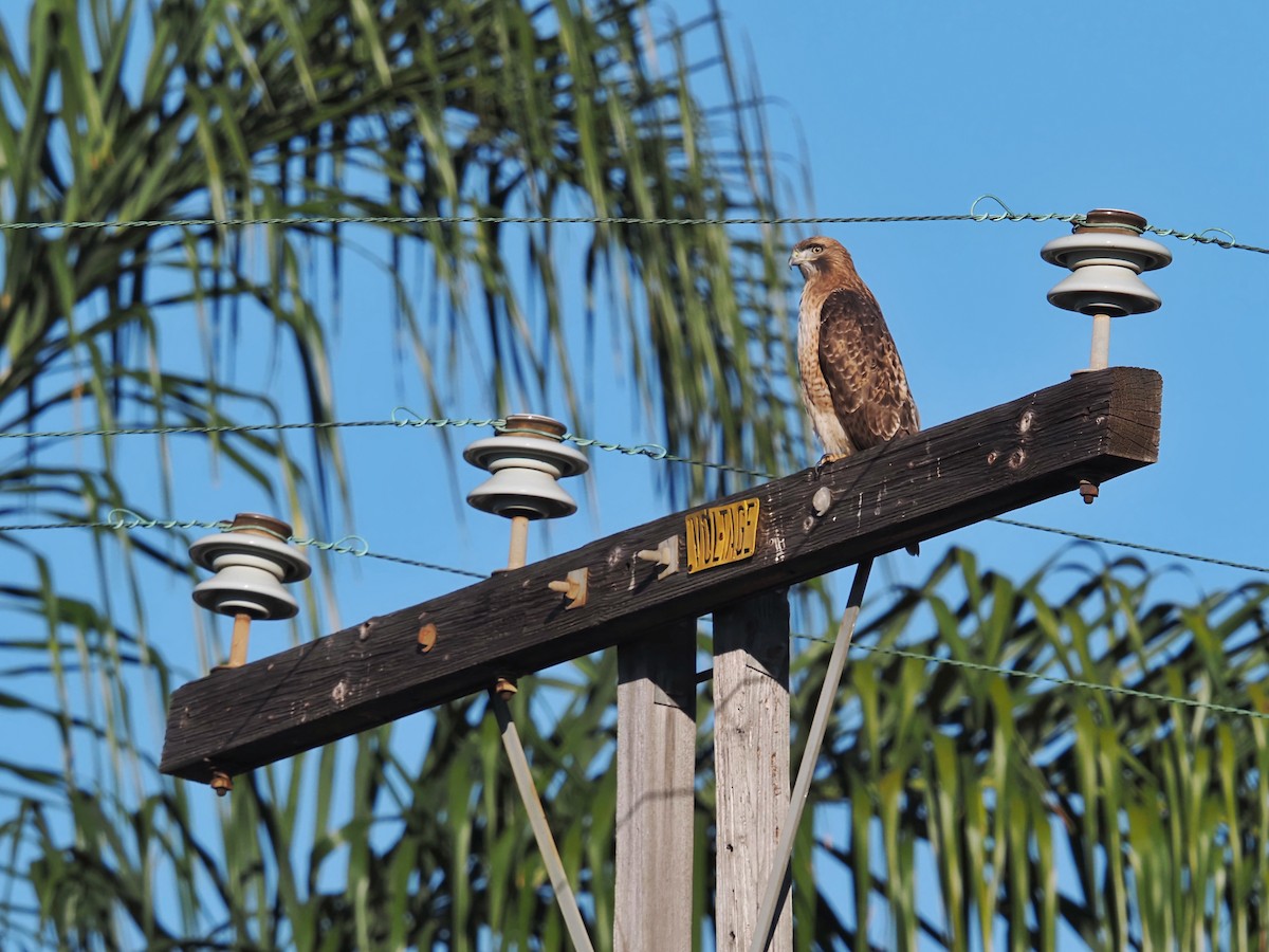 Red-tailed Hawk - ML644418859