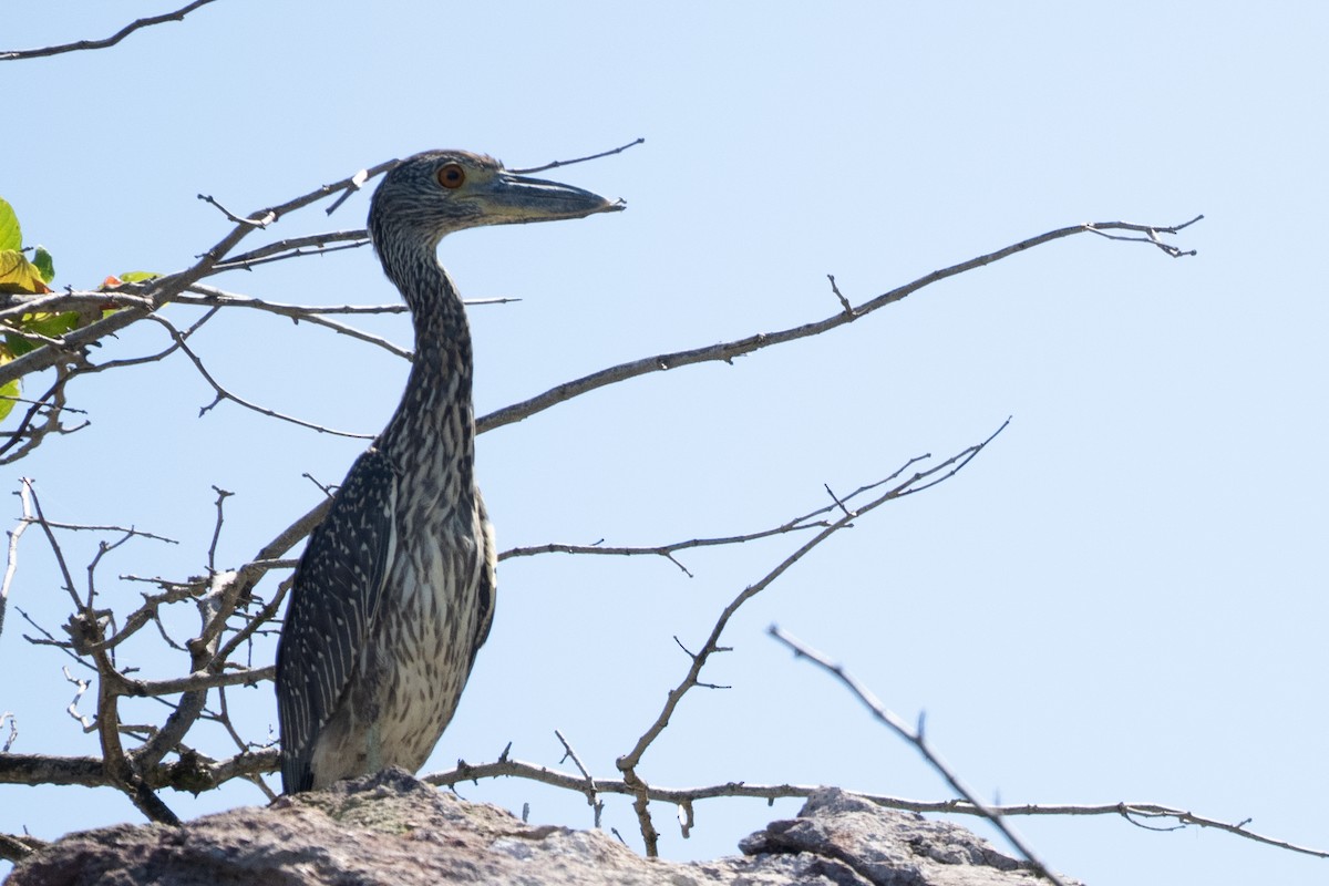 אנפת לילה צהובת-כיפה - ML644418882