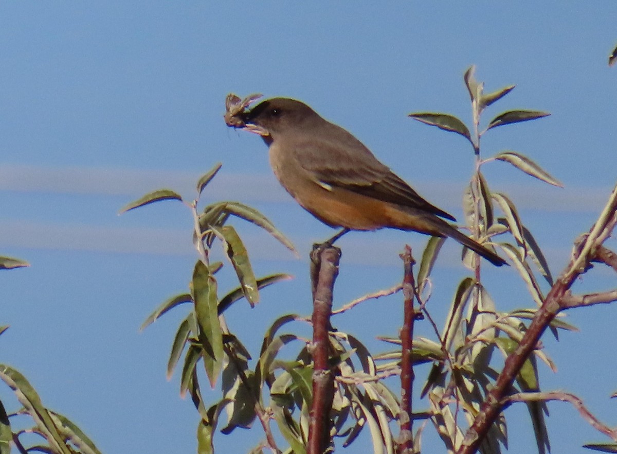 Say's Phoebe - ML644418893