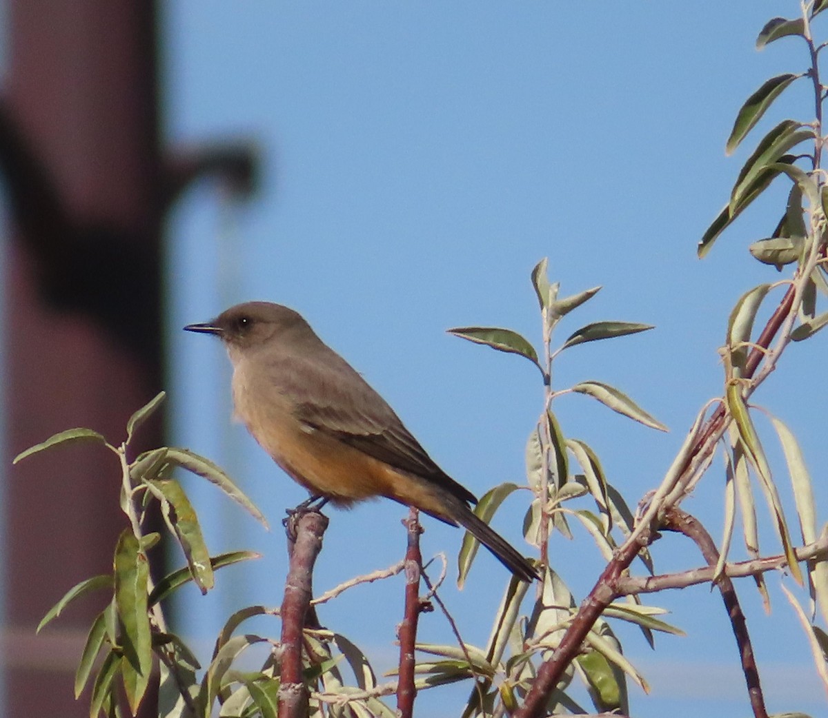Say's Phoebe - ML644418894