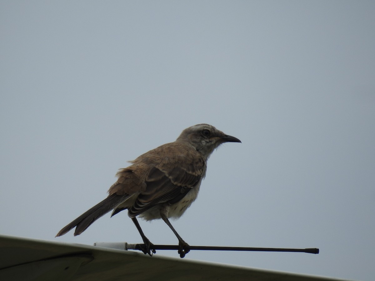 Moqueur des savanes - ML644418895