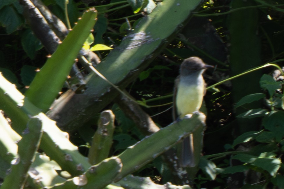 Panama Flycatcher - ML644418896