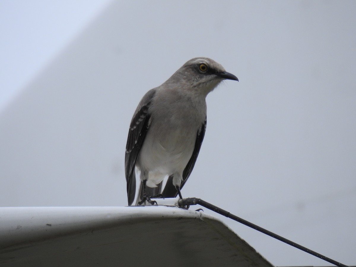 Moqueur des savanes - ML644418898