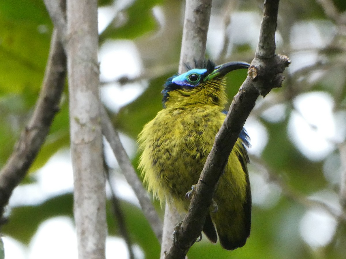 ニセタイヨウチョウ - ML644418904