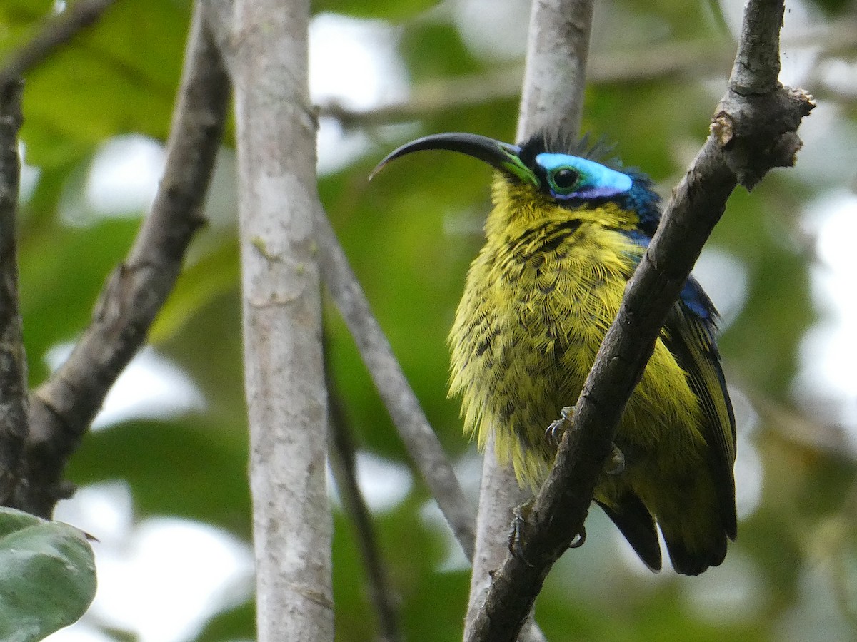 ニセタイヨウチョウ - ML644418905