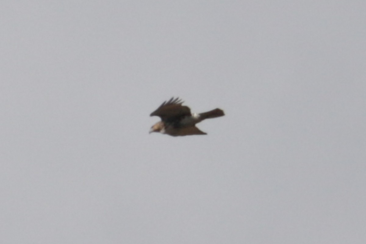 Red-tailed Hawk - ML644418909