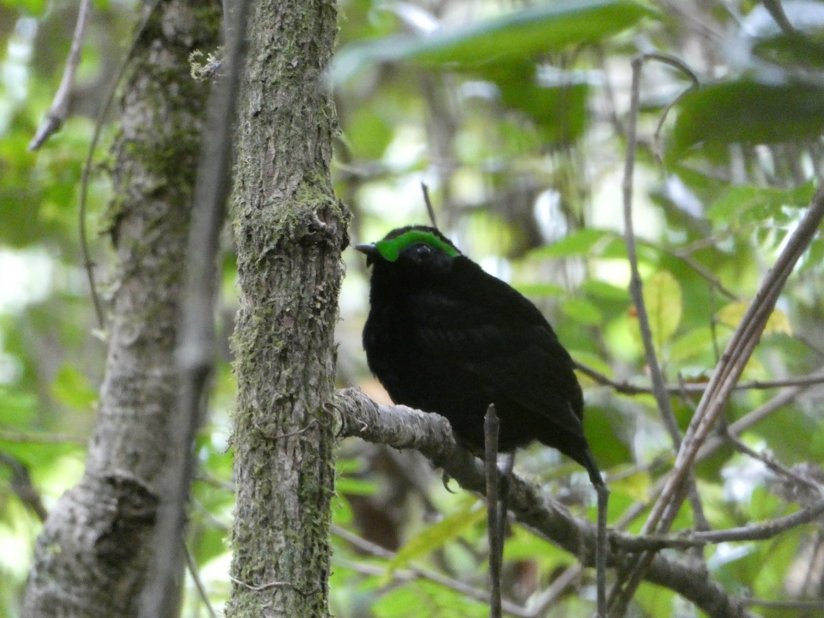 ビロードマミヤイロチョウ - ML644418921