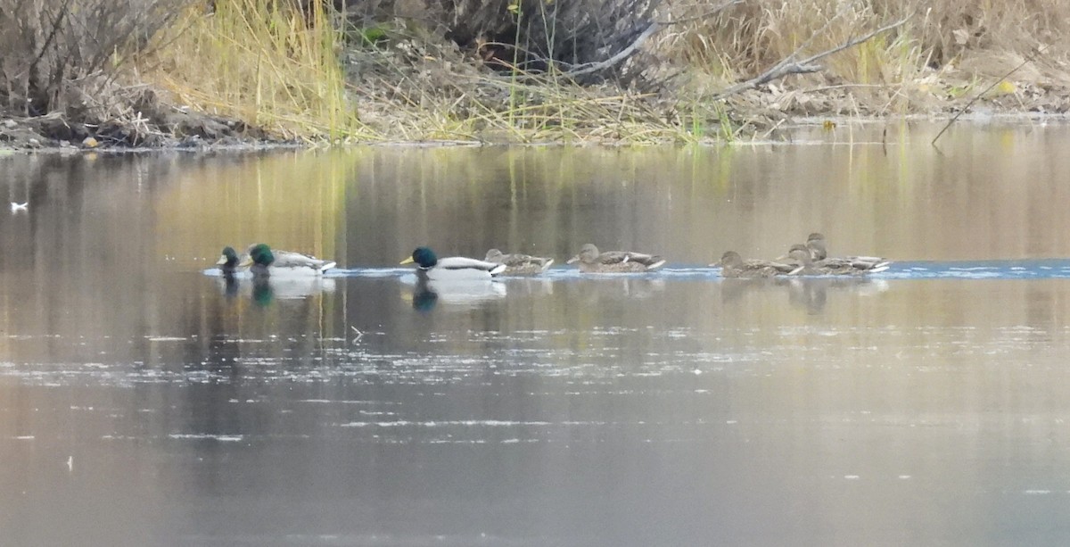 Крижень звичайний - ML644418938