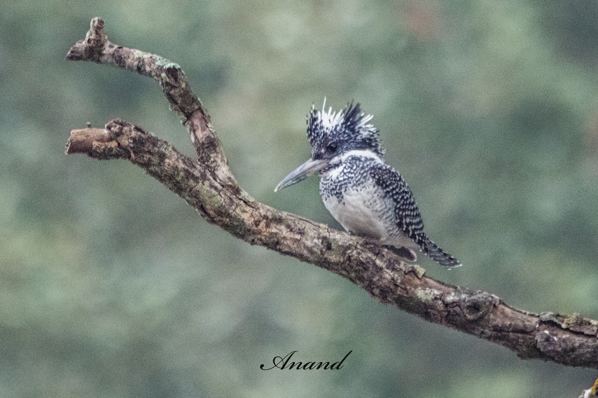 Crested Kingfisher - ML644418943