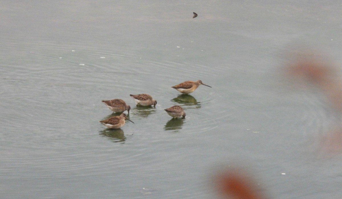 Tundraschlammläufer - ML644418954