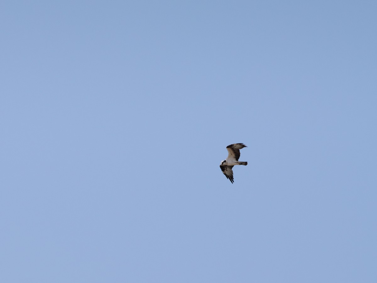 fiskeørn - ML644418962