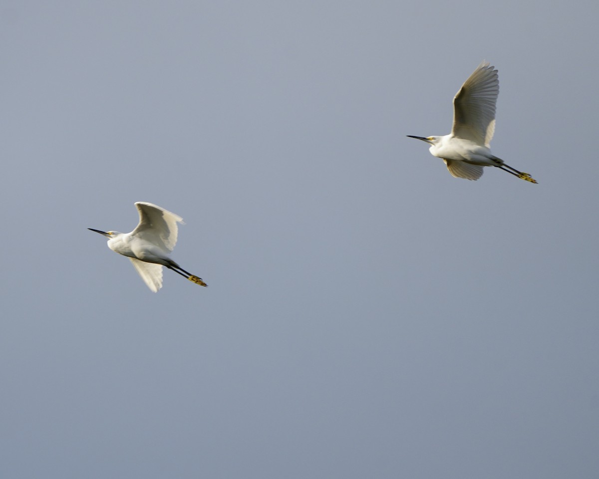 ユキコサギ - ML644418972