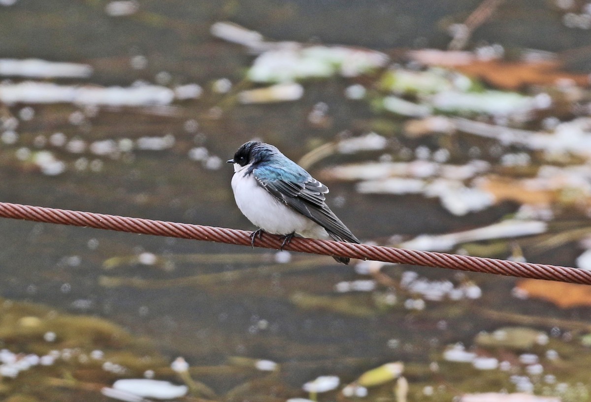 Білозорка річкова - ML644418979