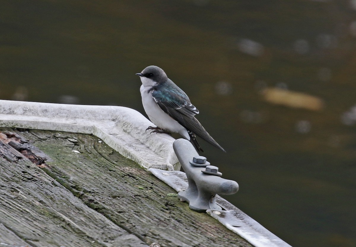 Білозорка річкова - ML644418980