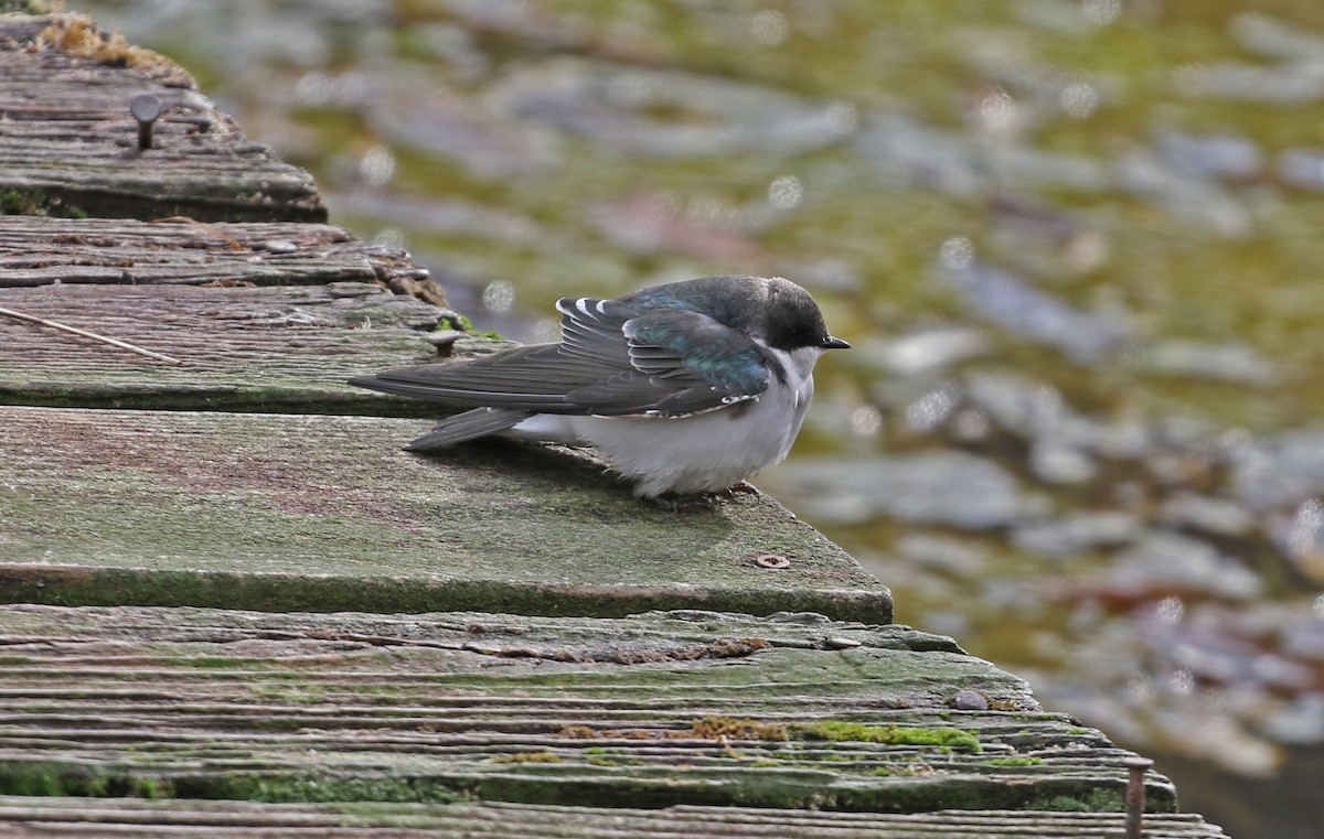 Білозорка річкова - ML644418981