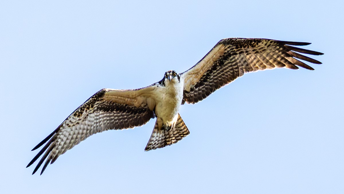 fiskeørn - ML644418985