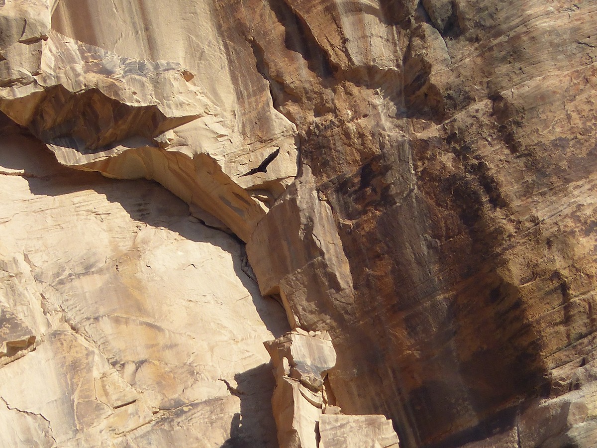 Buse à queue barrée - ML644418987