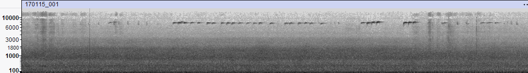 Common Firecrest - ML644418991