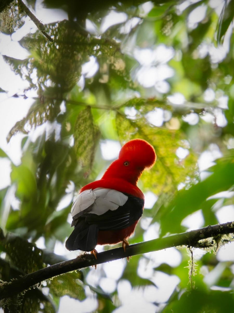 Andean Cock-of-the-rock - ML644418997