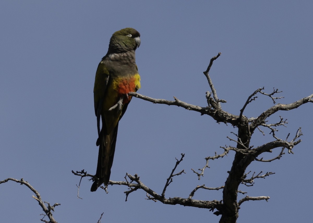 Burrowing Parakeet - ML644418998