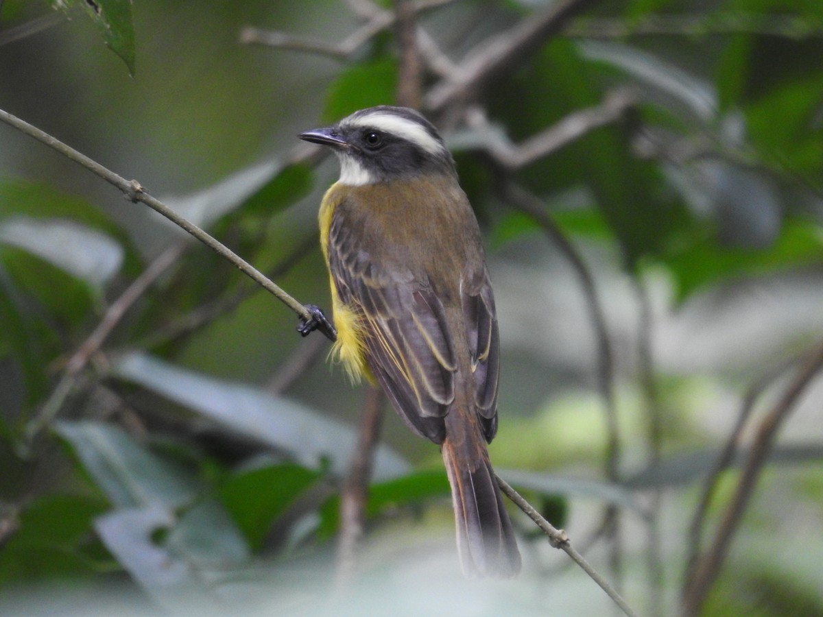 アカボウシヒタキモドキ - ML644418999