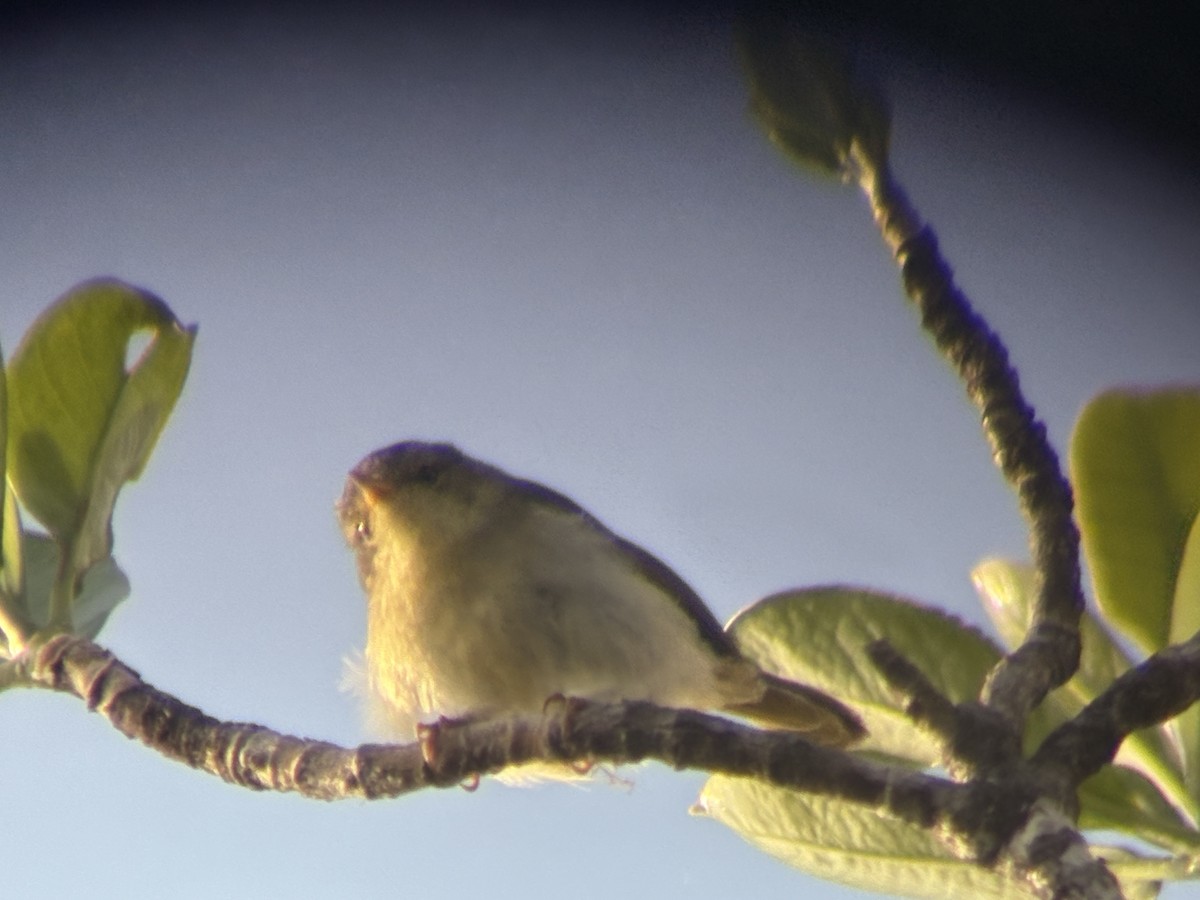 マダガスカルミヤマムシクイ - ML644419011