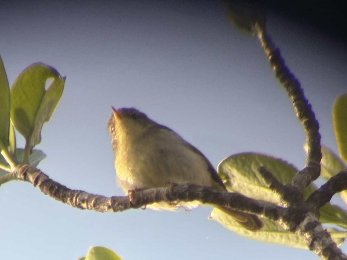 マダガスカルミヤマムシクイ - ML644419012