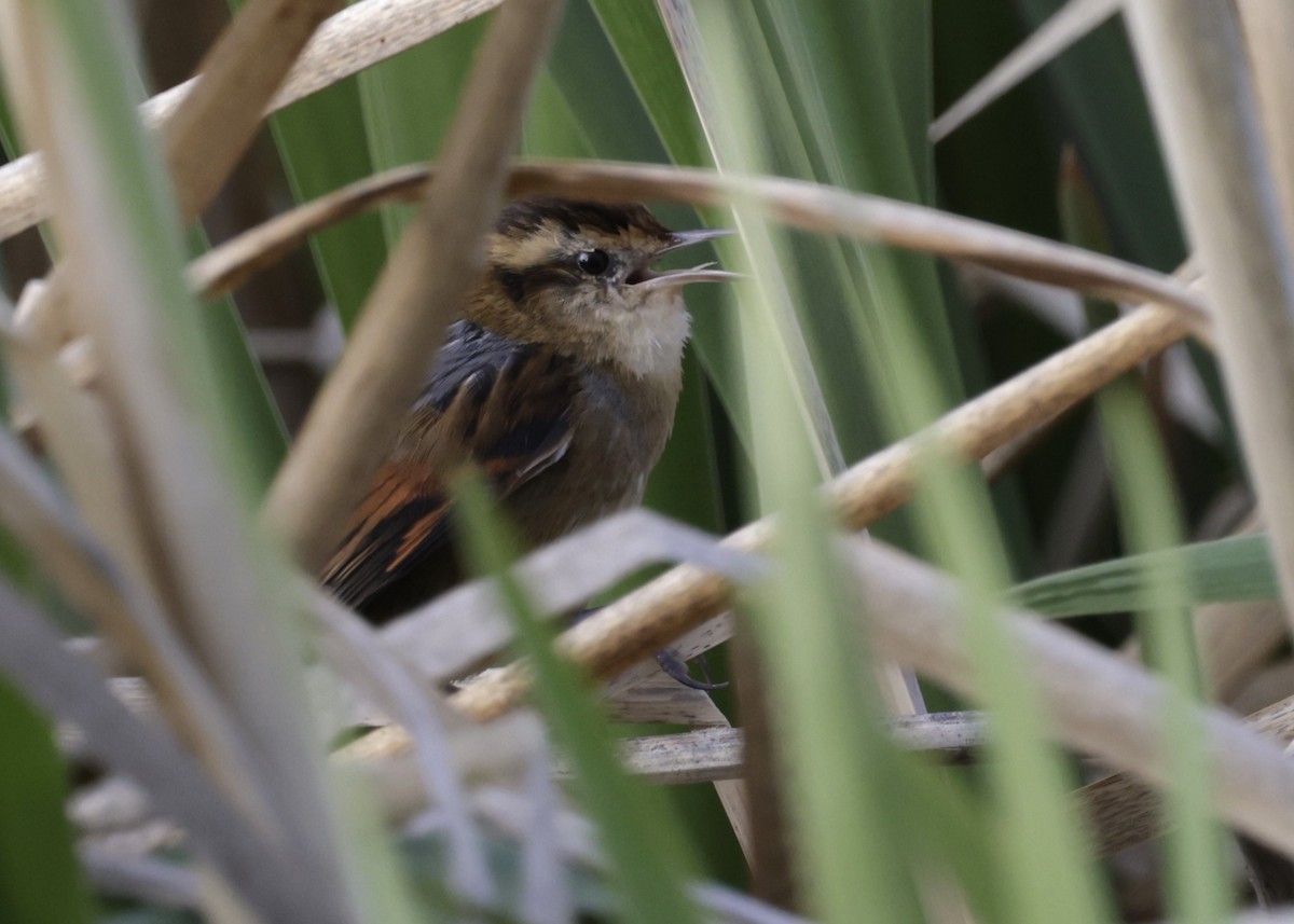 Wren-like Rushbird - ML644419013