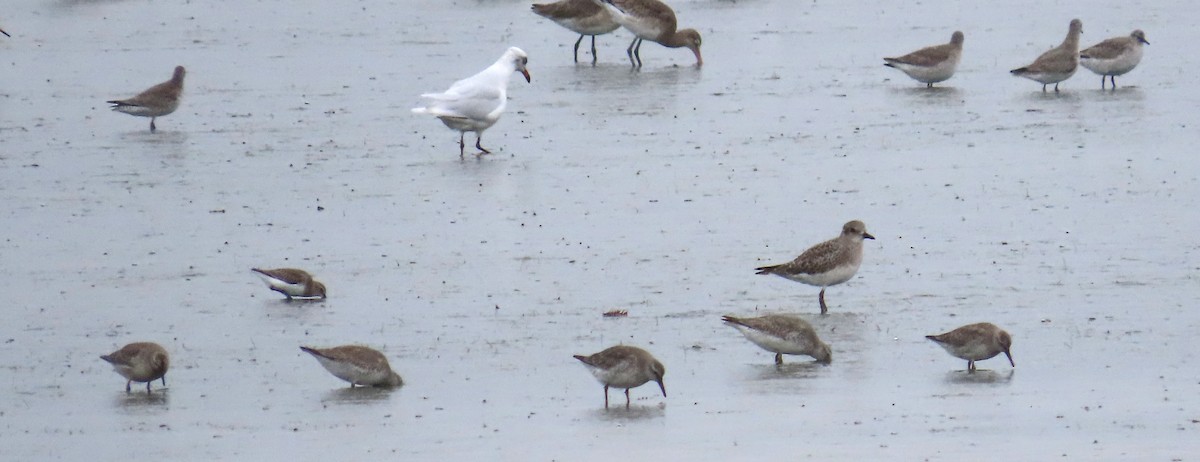 Bécasseau maubèche - ML644419014