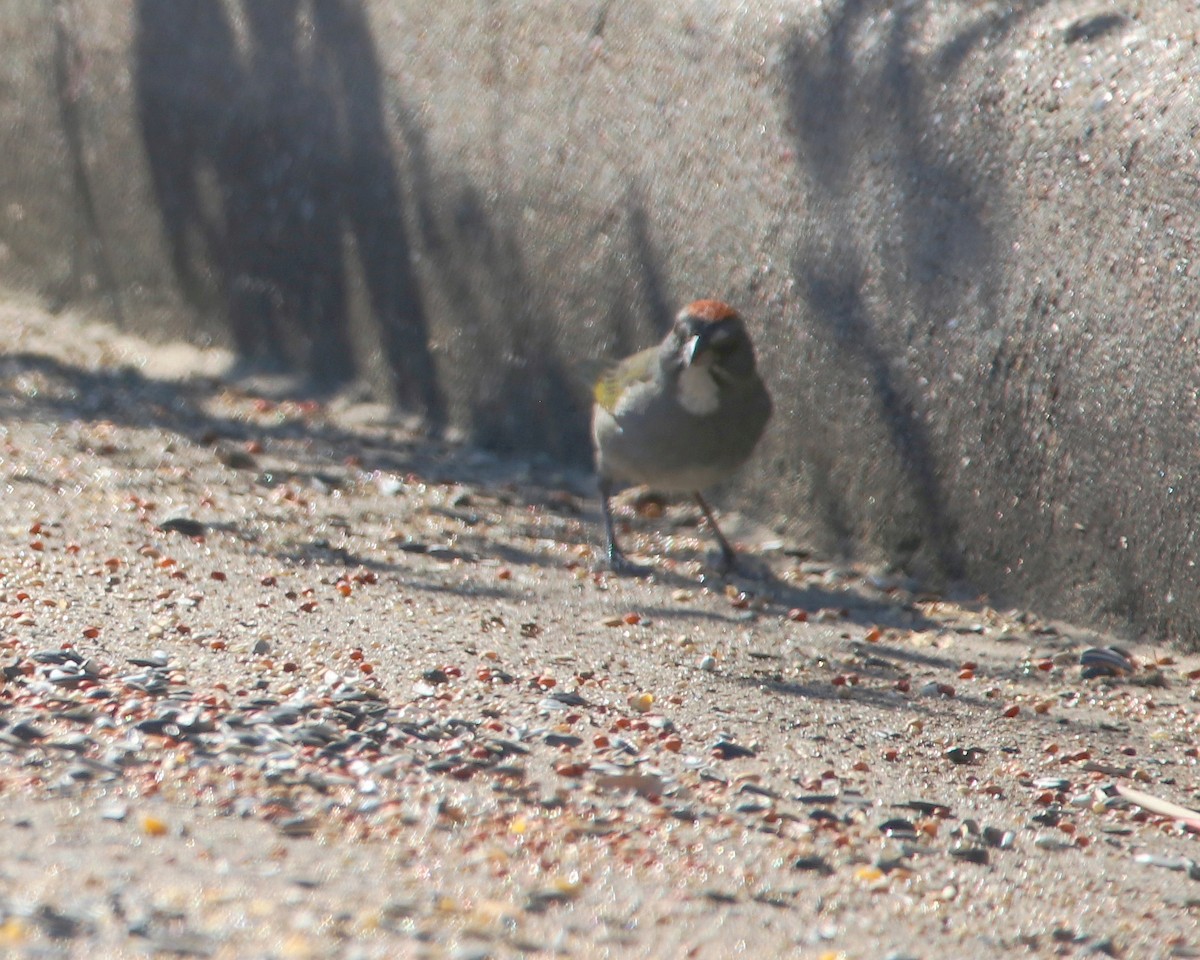 Green-tailed Towhee - ML644419015