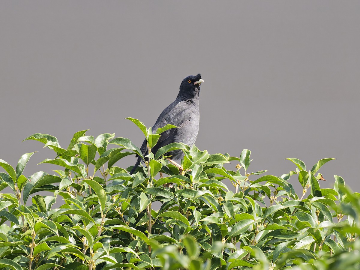 八哥(冠八哥) - ML644419016